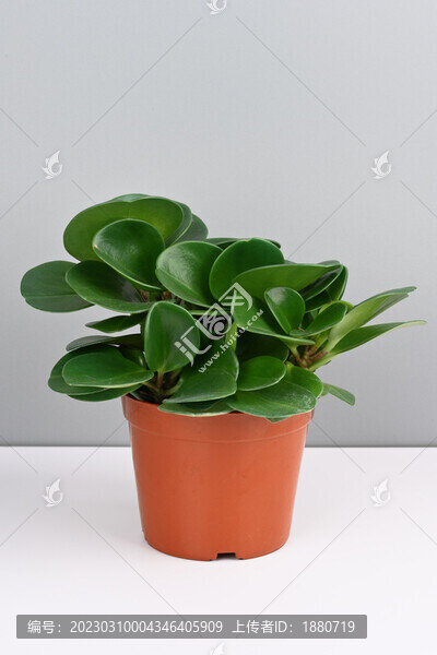 圓葉椒草