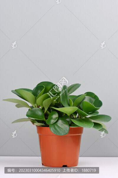 圓葉椒草