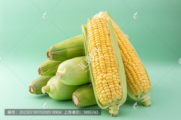 新鮮玉米穗