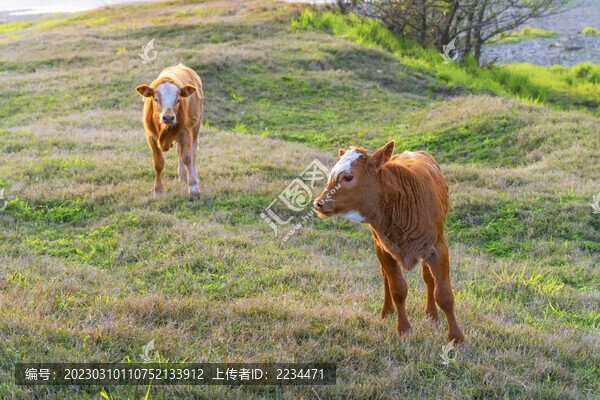 牧牛圖