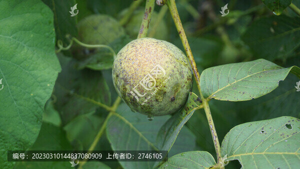 核桃園
