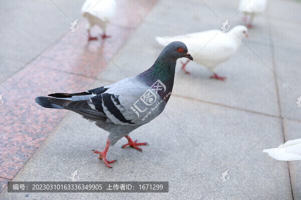 廣場鴿子