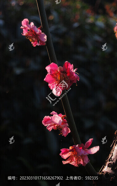 鮮花