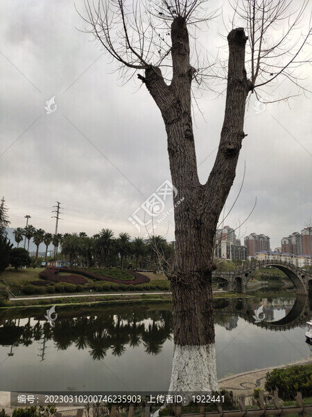 冬天的大樹(shù)