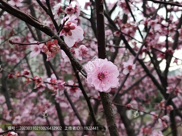 桃花