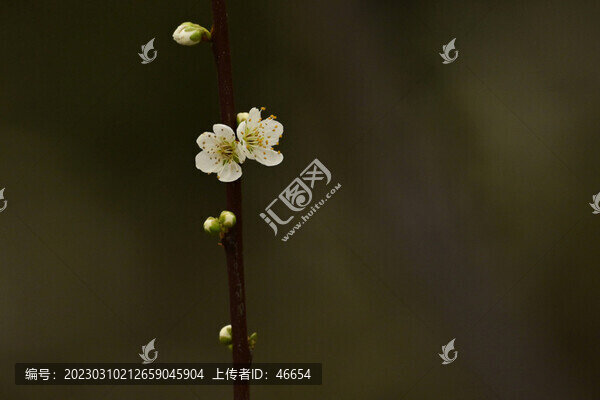 李花