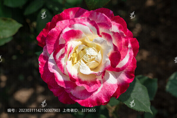 室外盛開的月季花特寫鏡頭