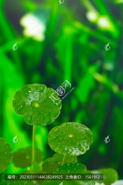 雨水