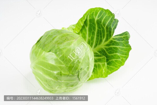 圓白菜包菜