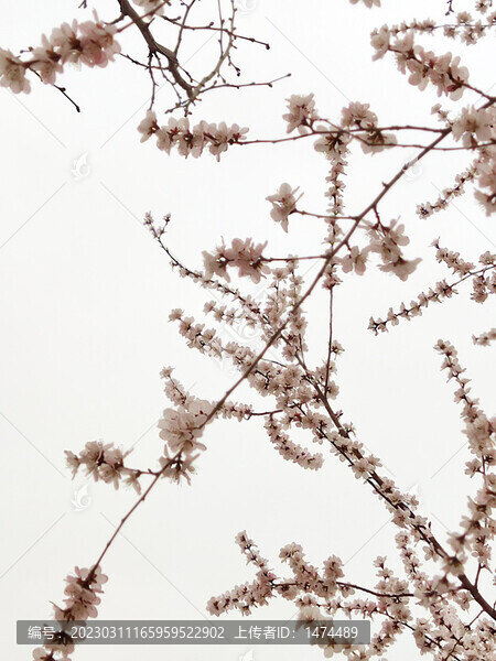 桃花枝