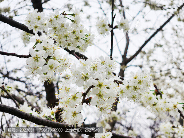 櫻花