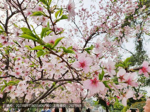 櫻花