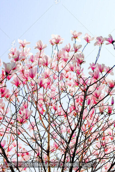 粉色玉蘭花