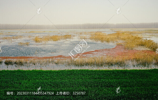濕地草原