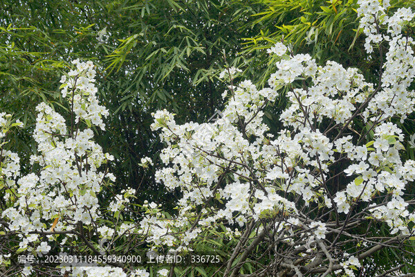 梨樹(shù)果園開(kāi)滿白色梨花