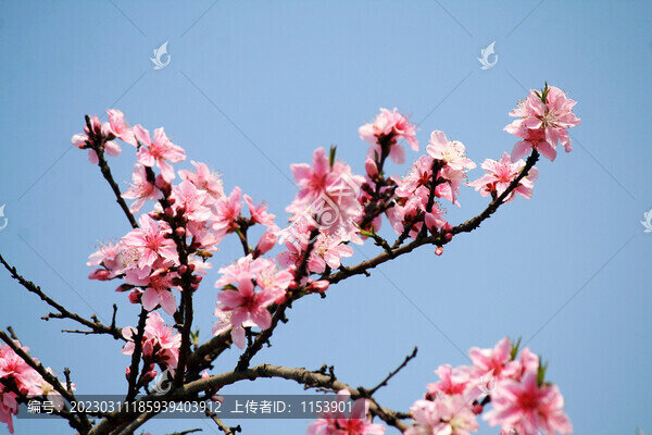 桃花枝