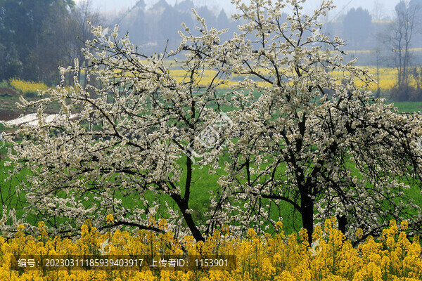李樹開花