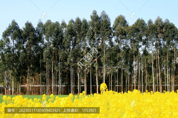 桉樹(shù)林