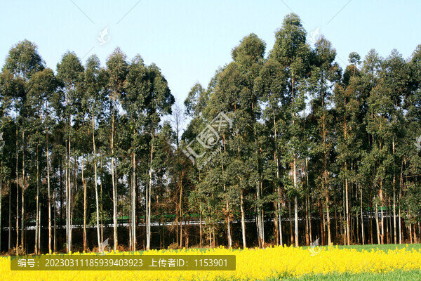桉樹林