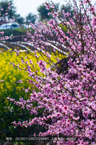 桃花