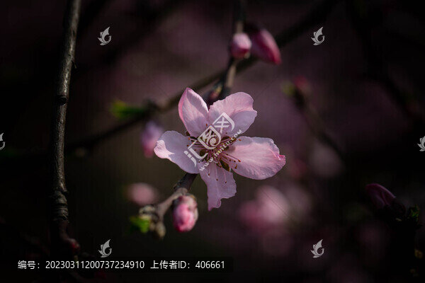 桃花