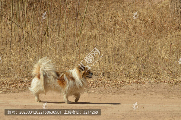 小花狗