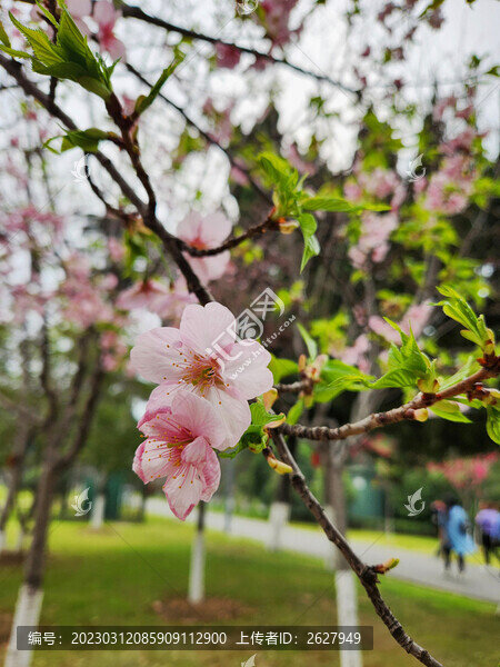 櫻花7