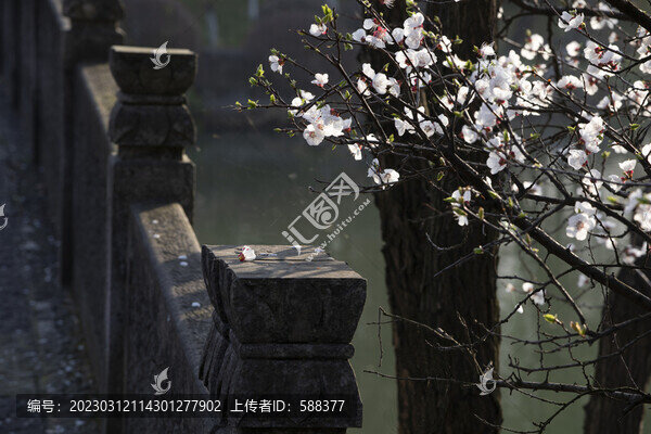 春天梨花杏花盛開(kāi)