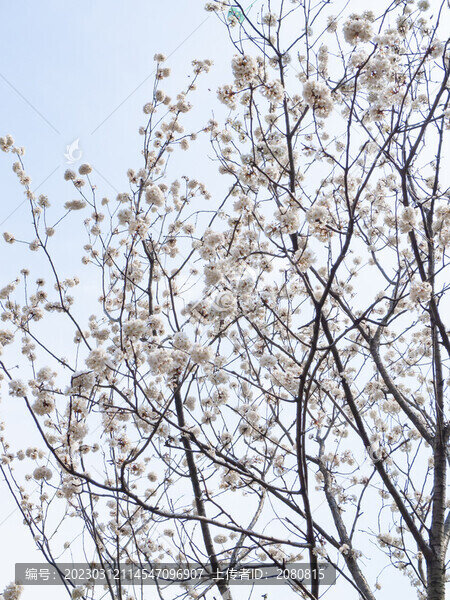 櫻花