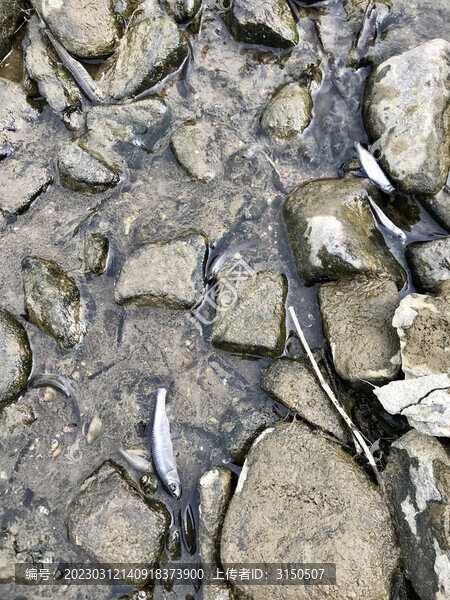 擱淺的小河魚