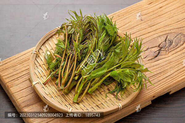 新鮮頭茬香椿芽