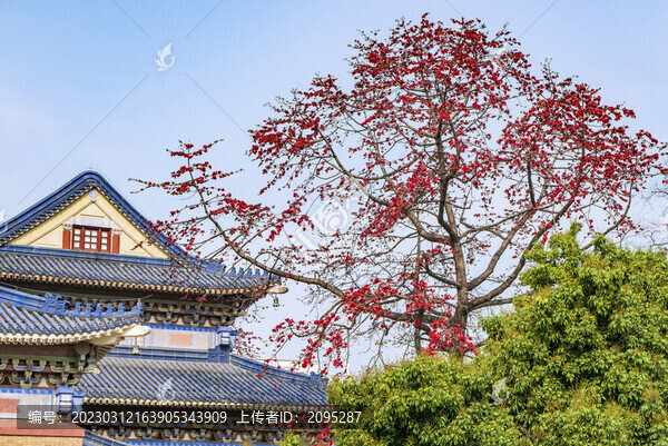 木棉花