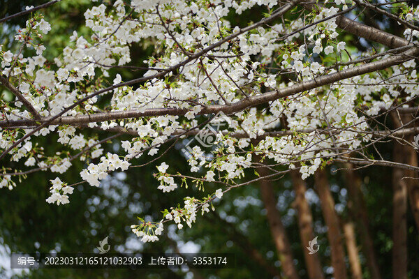 春日櫻花