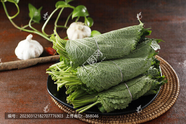蘇子葉