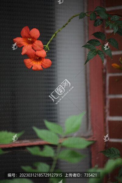 凌霄花