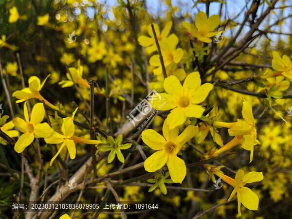 黃色迎春花