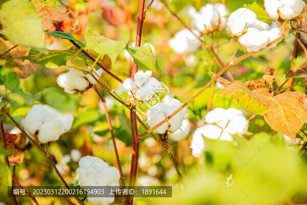 棉花素材