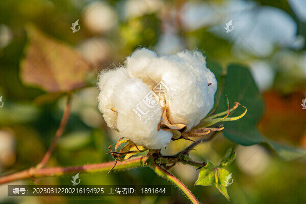 白色棉花