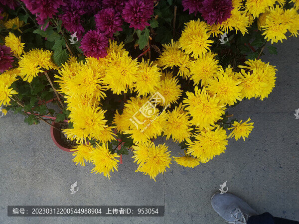 菊花