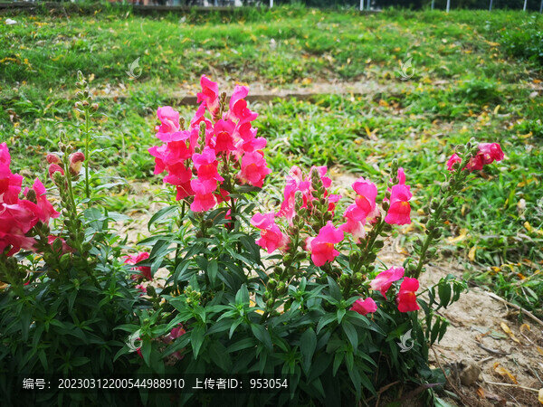 燈籠花
