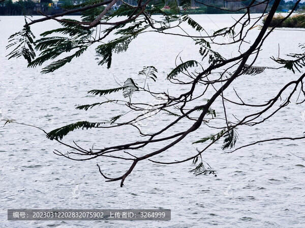 湖