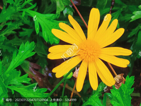 雛菊