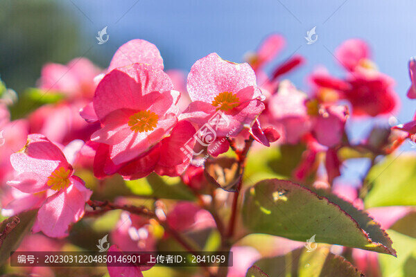 沈陽昭陵秋季晴天下四季海棠花