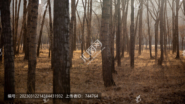 青海湟水河森林公園河畔野鴨
