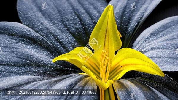 黃色花蕊特寫