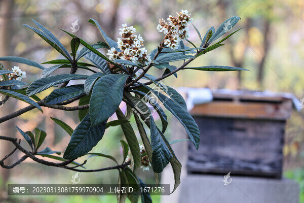 枇杷花