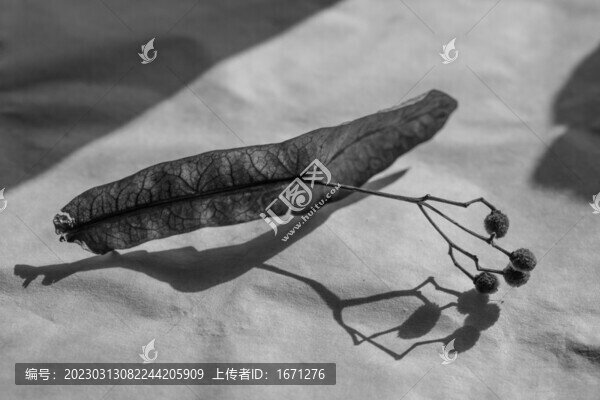 南京椴樹(shù)