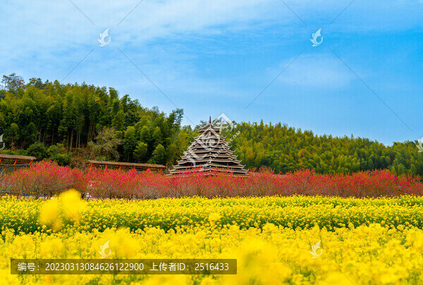 農(nóng)村油菜花海和鼓樓鄉(xiāng)村風(fēng)光