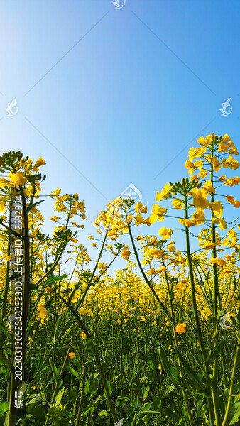油菜花
