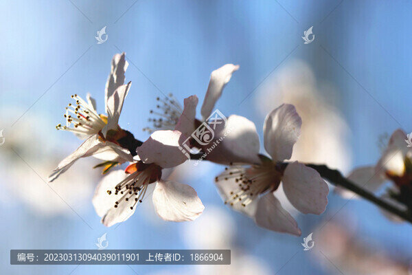 春天桃花開